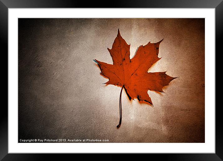 Simple Leaf Framed Mounted Print by Ray Pritchard