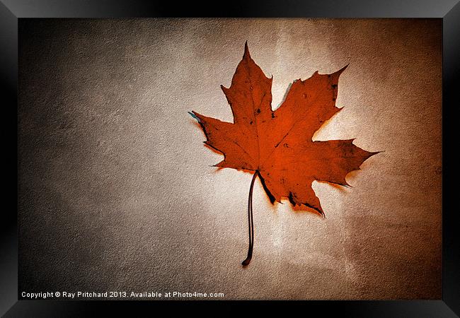 Simple Leaf Framed Print by Ray Pritchard