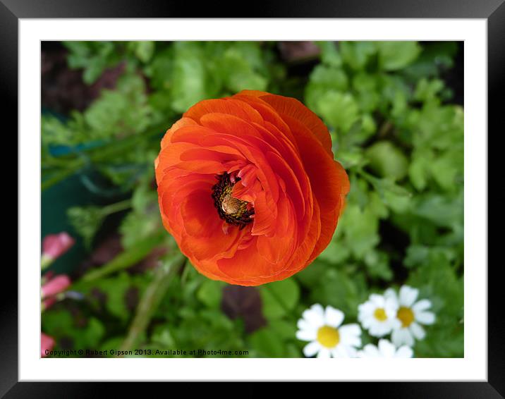 Single Red Flower Framed Mounted Print by Robert Gipson