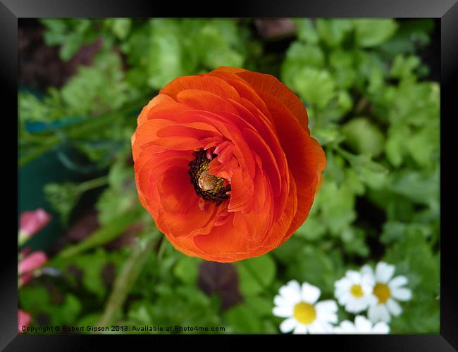 Single Red Flower Framed Print by Robert Gipson