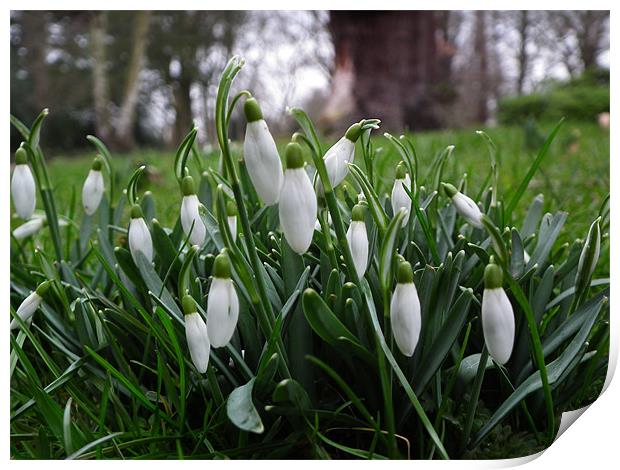 Galanthus Nivalis Print by mike jordan