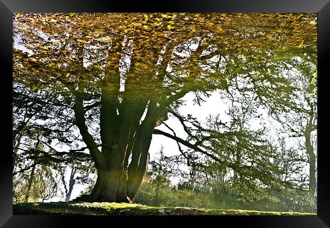 Leafy Tree Reflection Framed Print by Tracey Selby