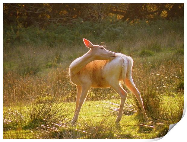 Bathing in the Sunlight Print by Rob Parsons