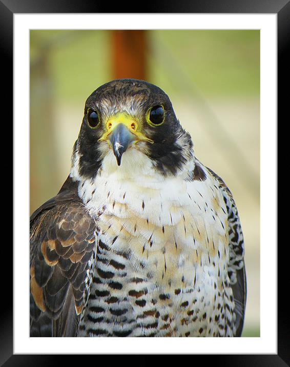 Peregrine Falcon Framed Mounted Print by Rob Parsons