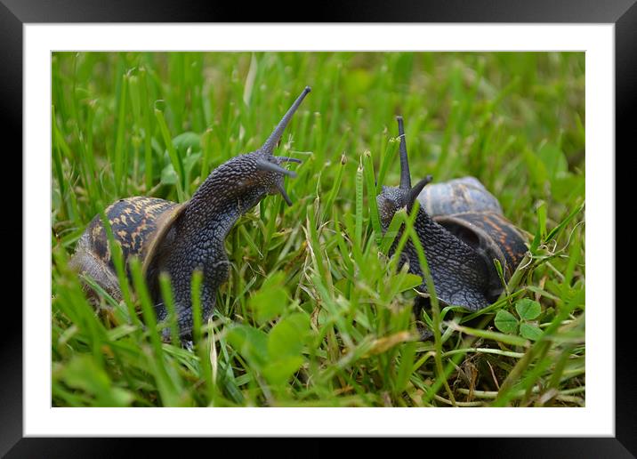 Snails first date Framed Mounted Print by Louise McKenzie