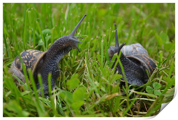 Snails first date Print by Louise McKenzie