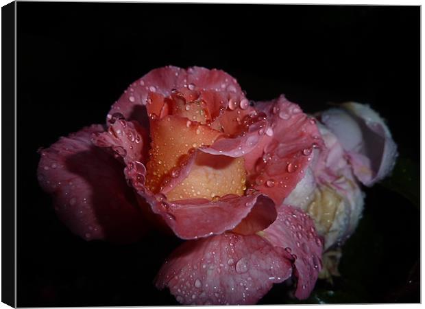 Rose after Rainfall Canvas Print by Rebecca Penhaligon