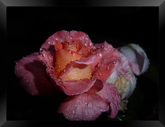 Rose after Rainfall Framed Print by Rebecca Penhaligon