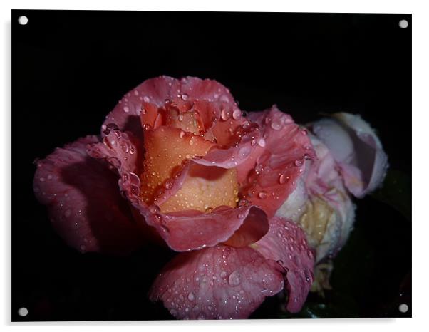 Rose after Rainfall Acrylic by Rebecca Penhaligon