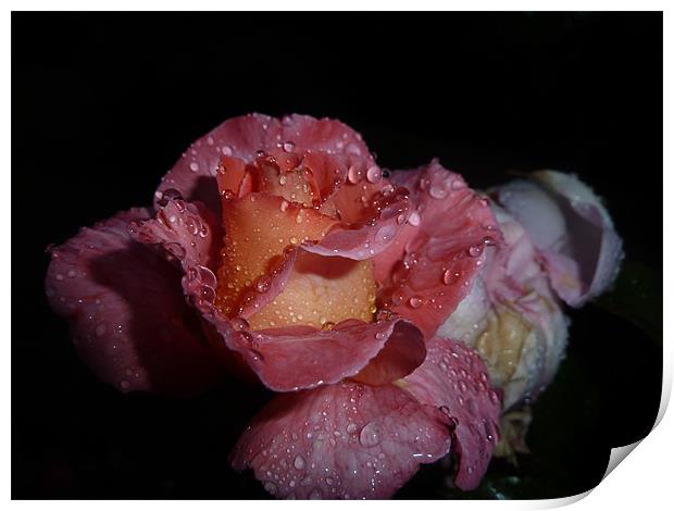 Rose after Rainfall Print by Rebecca Penhaligon
