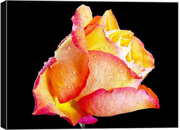 beautiful rose Canvas Print by elvira ladocki