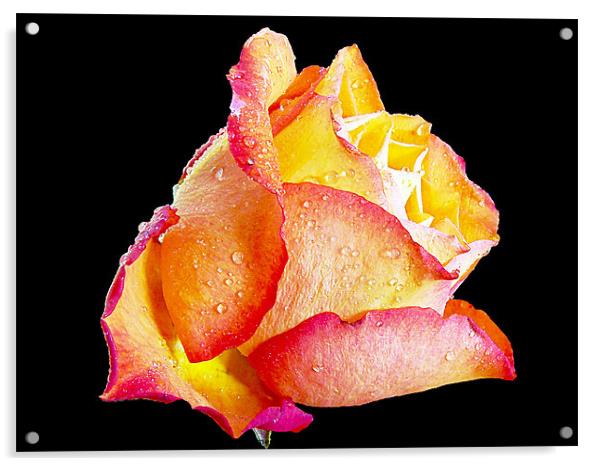 beautiful rose Acrylic by elvira ladocki