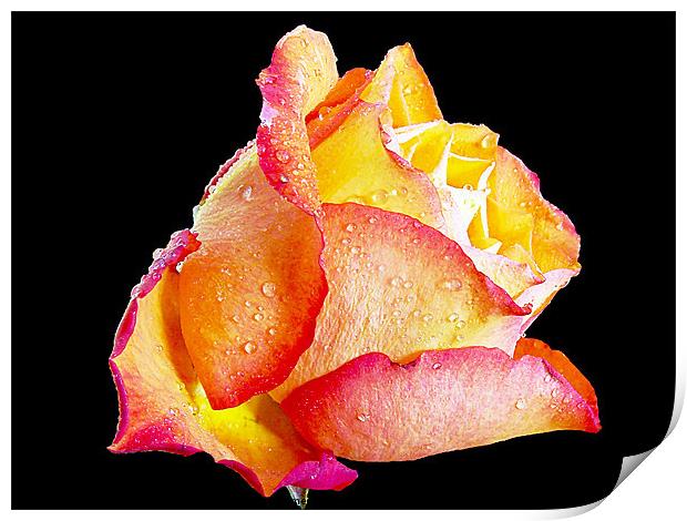 beautiful rose Print by elvira ladocki