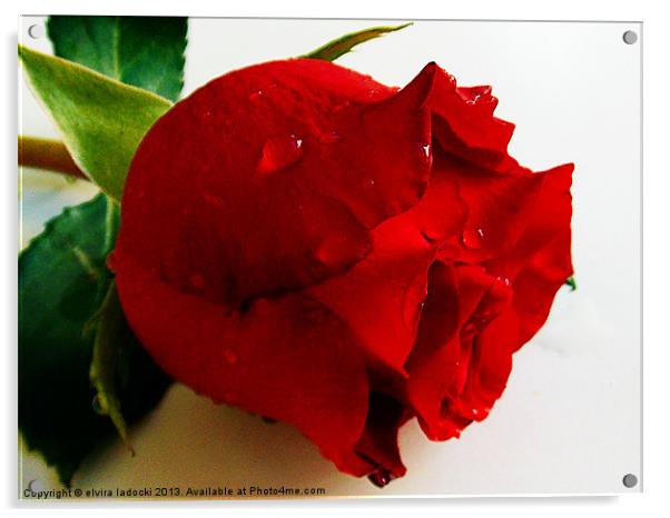 red rose Acrylic by elvira ladocki