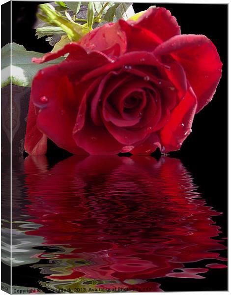 580-red rose Canvas Print by elvira ladocki