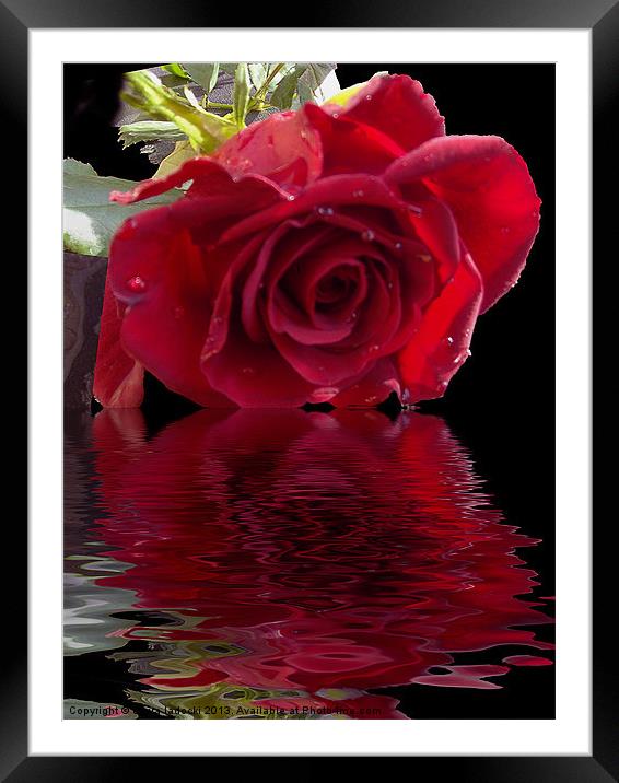 580-red rose Framed Mounted Print by elvira ladocki