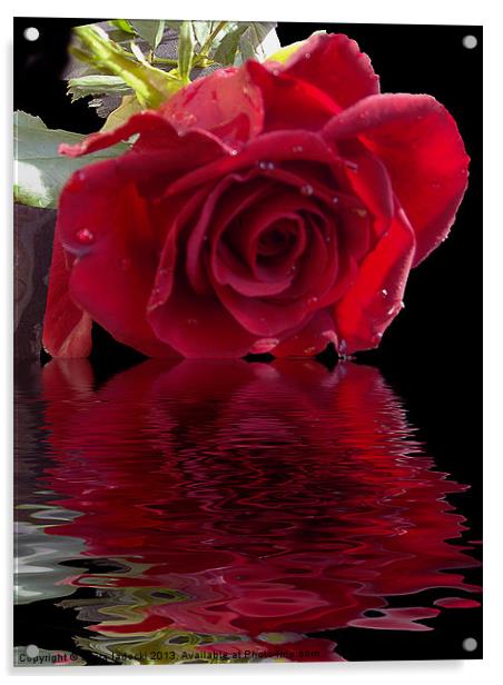 580-red rose Acrylic by elvira ladocki