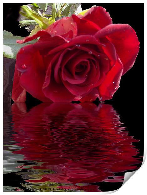 580-red rose Print by elvira ladocki
