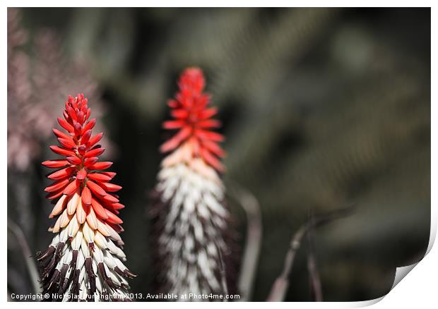 Aloe succotrina Print by Nicholas Burningham