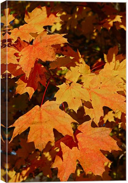 Maple Leaf Forever Canvas Print by David Davies