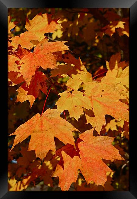Maple Leaf Forever Framed Print by David Davies