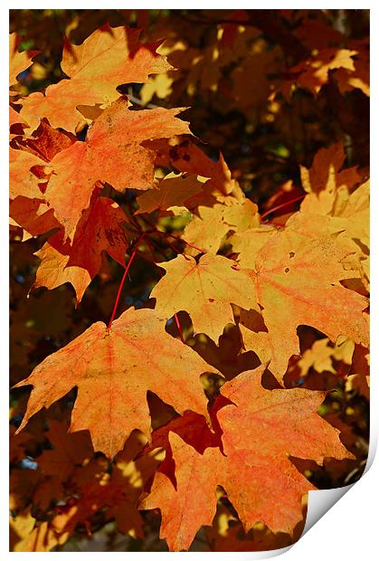 Maple Leaf Forever Print by David Davies