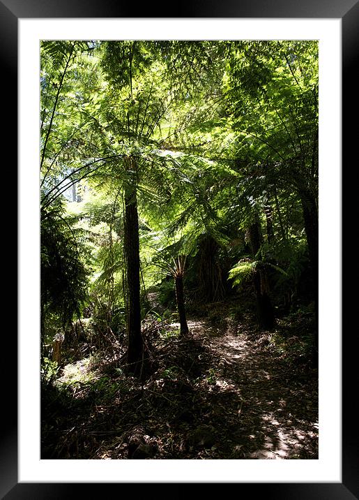 Tree Fern Canopy Framed Mounted Print by Graham Palmer