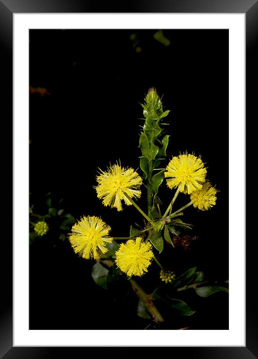 Hedge Wattle Framed Mounted Print by Graham Palmer