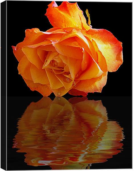 520-beautiful rose Canvas Print by elvira ladocki