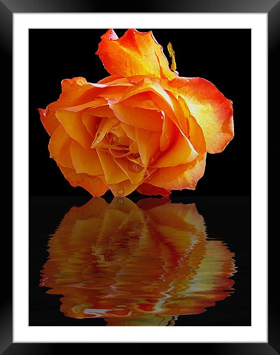 520-beautiful rose Framed Mounted Print by elvira ladocki