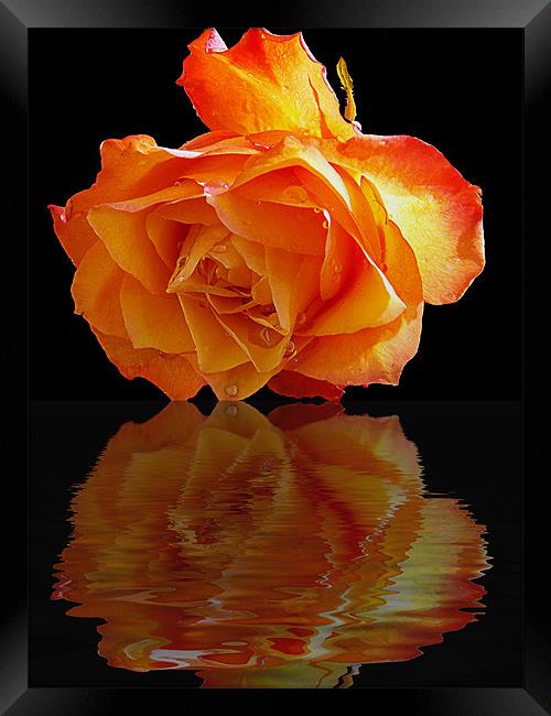 520-beautiful rose Framed Print by elvira ladocki