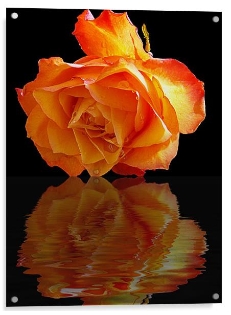 520-beautiful rose Acrylic by elvira ladocki