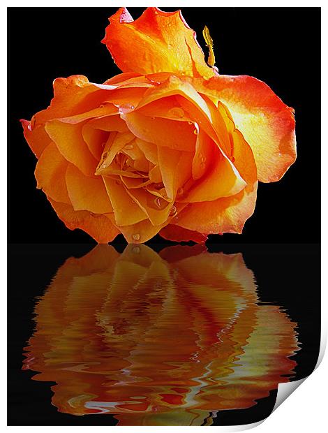 520-beautiful rose Print by elvira ladocki