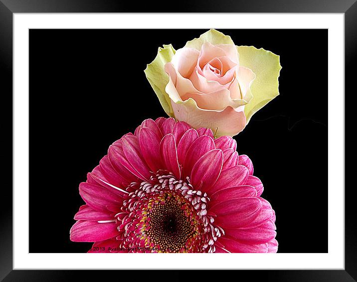 551-beautiful flowers Framed Mounted Print by elvira ladocki