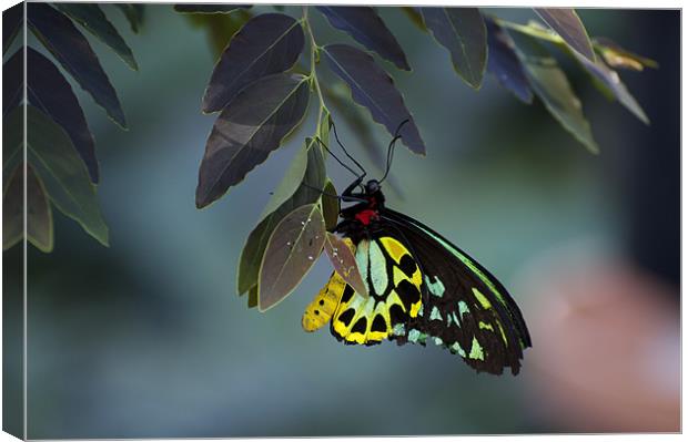 Cairns Birdwing With Eggs Canvas Print by Graham Palmer