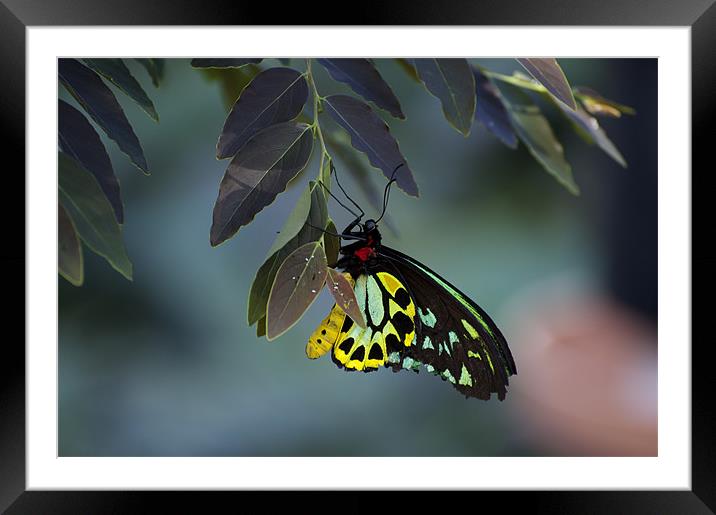 Cairns Birdwing With Eggs Framed Mounted Print by Graham Palmer