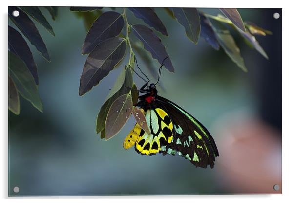 Cairns Birdwing With Eggs Acrylic by Graham Palmer