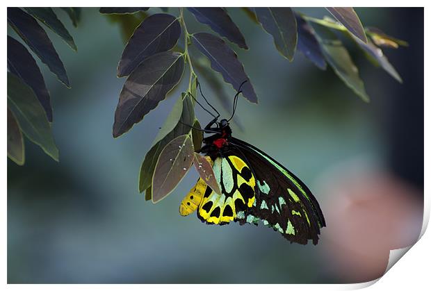 Cairns Birdwing With Eggs Print by Graham Palmer