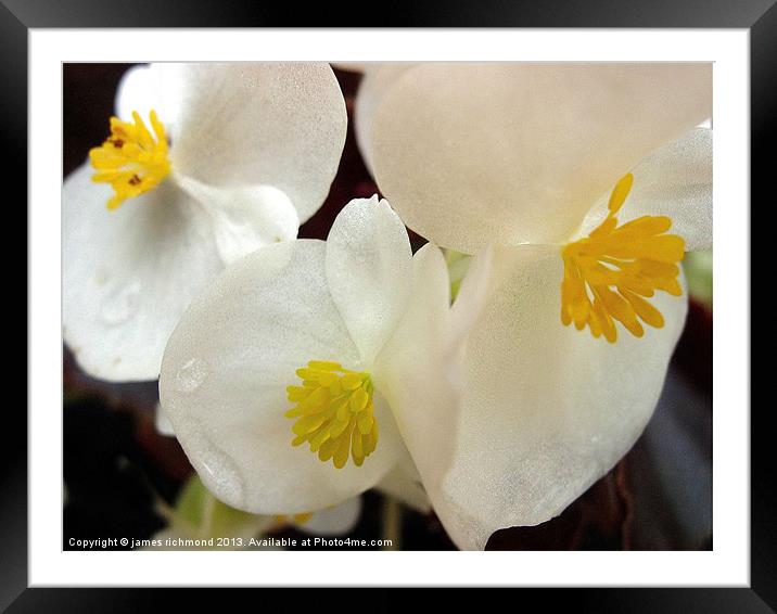 White Begonia Framed Mounted Print by james richmond