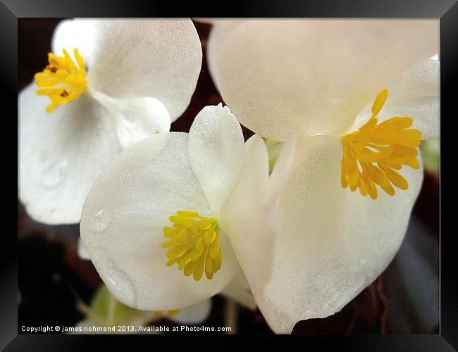 White Begonia Framed Print by james richmond