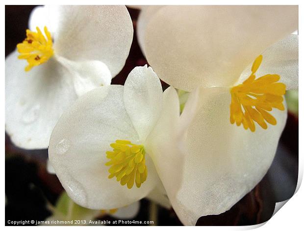 White Begonia Print by james richmond
