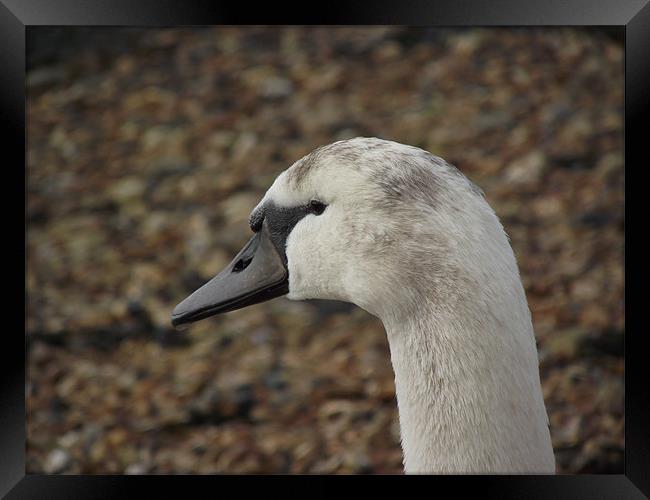 young swan Framed Print by yvette wallington