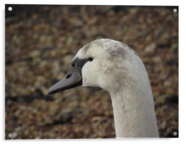 young swan Acrylic by yvette wallington