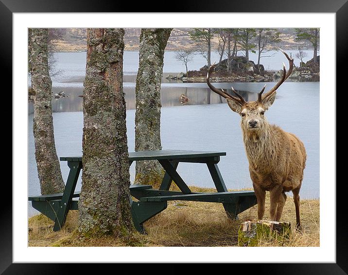 deer,oh deer 2 Framed Mounted Print by dale rys (LP)