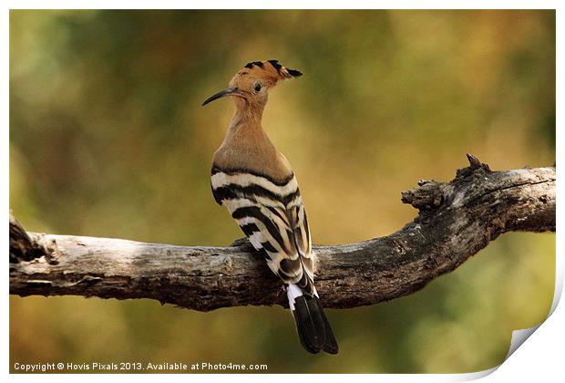 Hoopoe (Upupa epops) Print by Dave Burden