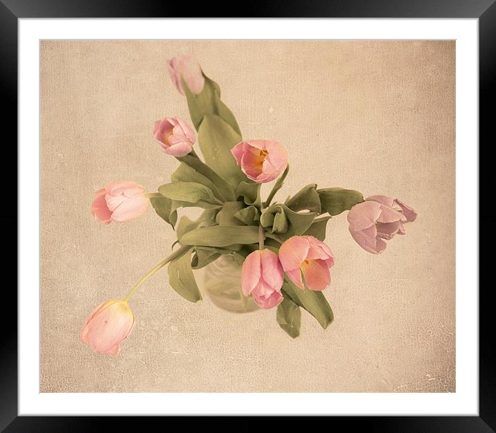Freshly picked Framed Mounted Print by Dawn Cox