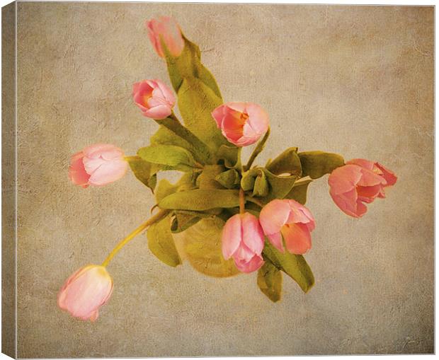 Tulips Canvas Print by Dawn Cox