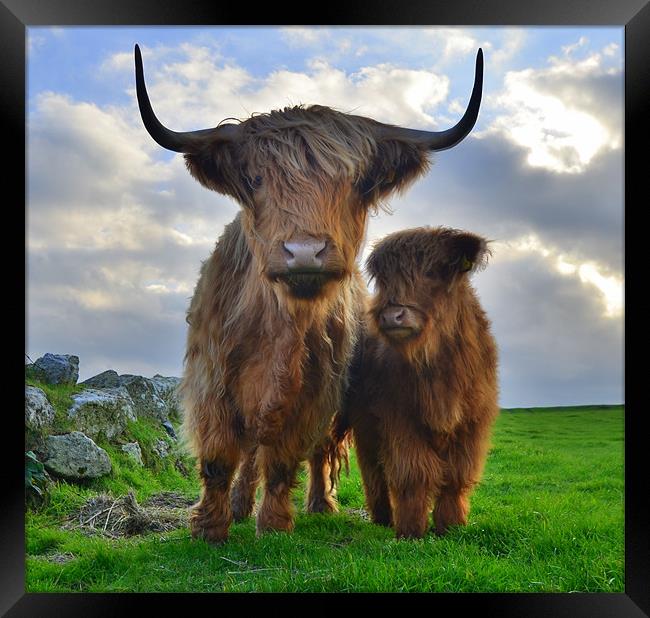 Hairy Cows Framed Print by Rob Parsons