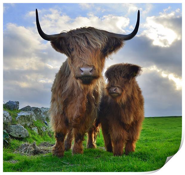 Hairy Cows Print by Rob Parsons