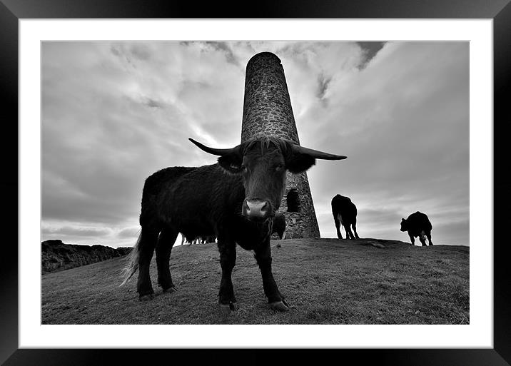 Cornwall: Cows at Stepper Point Framed Mounted Print by Rob Parsons
